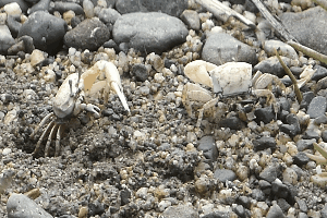 Videotogif