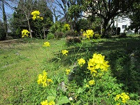 菜の花