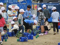 トマト植え２